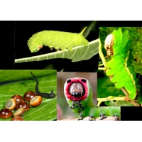 DUOS and TRIOS Pick Your Own. 10 eggs of each species. DUOS and TRIOS Pick Your Own. 10 eggs of each species.